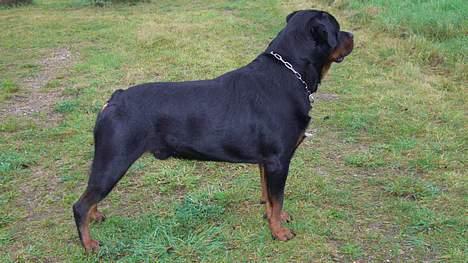 Rottweiler nico billede 9