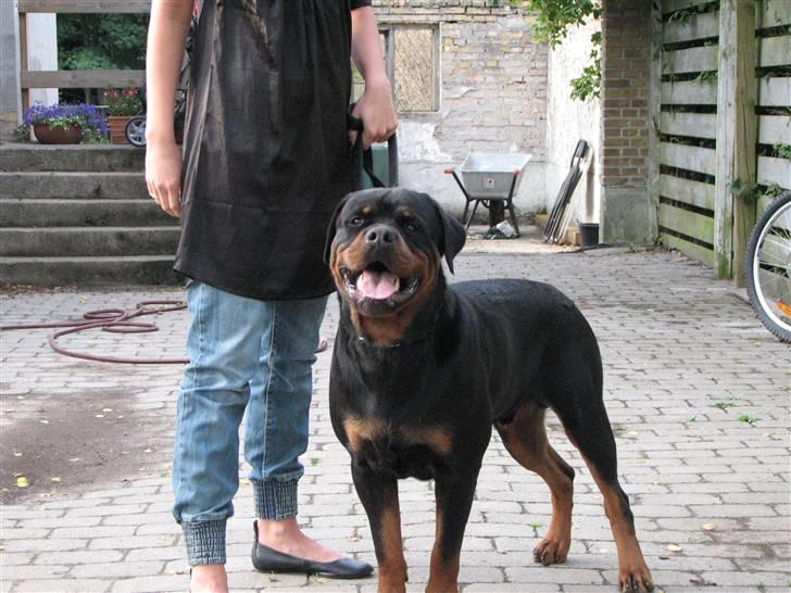 Rottweiler Vom Hause Wennora- Aslan  - 21 md  billede 1