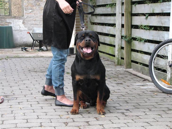 Rottweiler Vom Hause Wennora- Aslan  - 21 md  billede 2