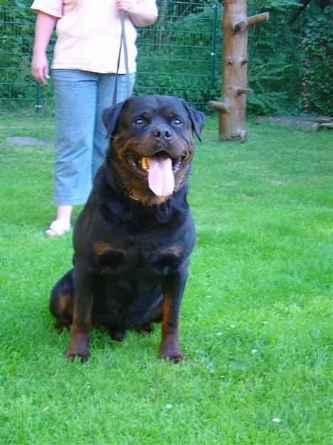 Rottweiler Vom Hause Wennora- Aslan  - Aslans far, Odo billede 3