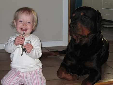 Rottweiler Samson billede 4