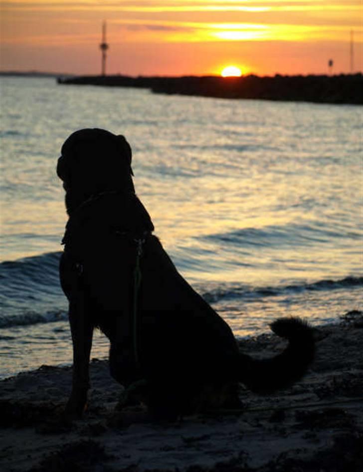 Rottweiler Samson billede 5