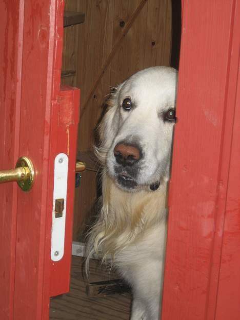 Golden retriever be my friend (Lukas) - Er der nogen??! billede 7