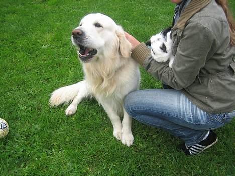 Golden retriever be my friend (Lukas) - det er så to af mine venner !    :o) billede 8