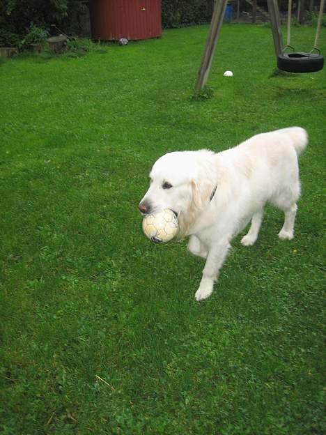 Golden retriever be my friend (Lukas) - Min yndlings bold !  billede 9