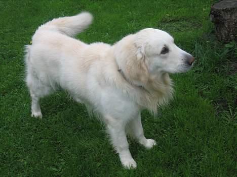 Golden retriever be my friend (Lukas) - Smuk smukker smukkest :) billede 10