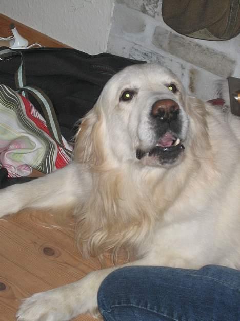 Golden retriever be my friend (Lukas) - skal du være fræk ??     : / billede 11