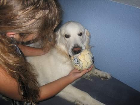 Golden retriever be my friend (Lukas) - Det er min og KUN min bold !  billede 12
