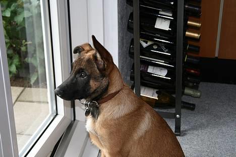 Malinois Søholms Cody  * DØD * - 21/10-06: ØV - jeg må heller aaaaaldrig komme ud og lege ! billede 6