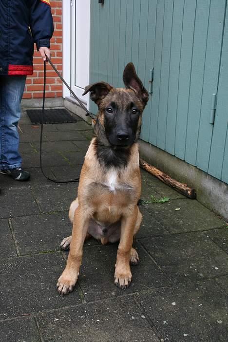 Malinois Søholms Cody  * DØD * - 21/10-06: Nyt portræt-billede ... han er en flot hund  :o) billede 7