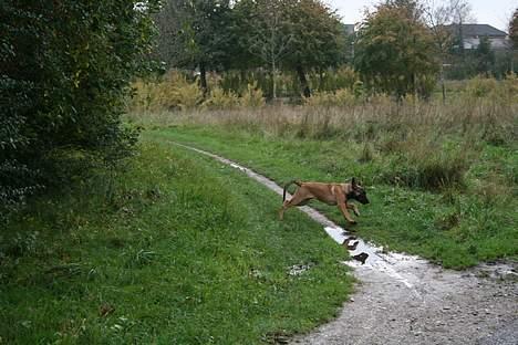 Malinois Søholms Cody  * DØD * - 21/10-06: Fuld fart fremad - vandpytter ingen hindring... billede 8