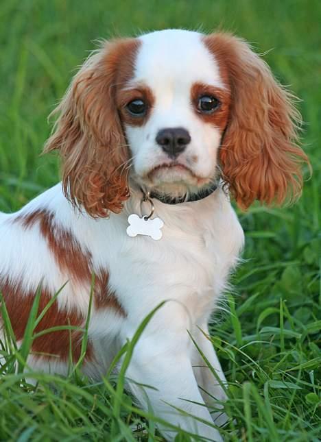Cavalier king charles spaniel Simba - Er det nu jeg skal smile?                                                             Foto:schnauzerpower.dk billede 1