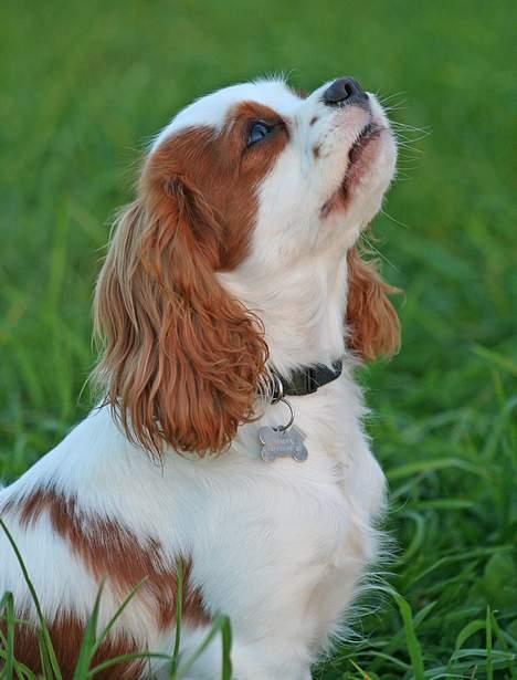 Cavalier king charles spaniel Simba - Jeg nyder lige luften!                                                                  Foto:schnauzerpower.dk billede 2