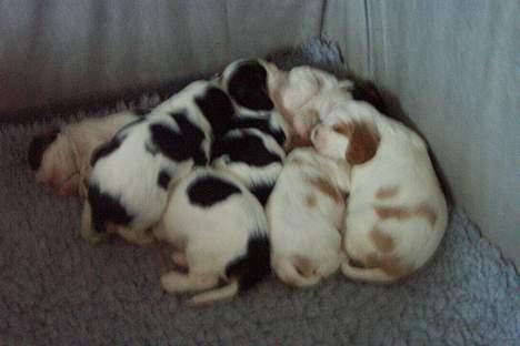 Cavalier king charles spaniel Simba - Mine søskende og jeg, jeg er nr. 2 fra venstre. billede 3