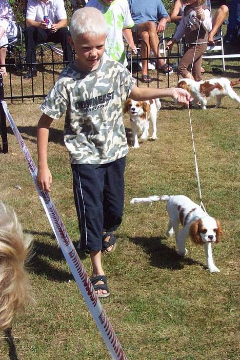 Cavalier king charles spaniel Simba - Mads og jeg til barn og hund konkurrence i Stepping. Vi blev nr.3 ud af 8. billede 4