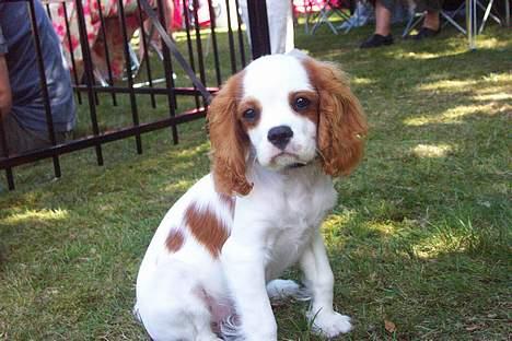 Cavalier king charles spaniel Simba - Er jeg ikke bare dejlig? billede 5
