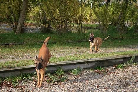 Malinois Søholms Cody  * DØD * - 21/10-06: Jubiiii - en legeplads !!! billede 11
