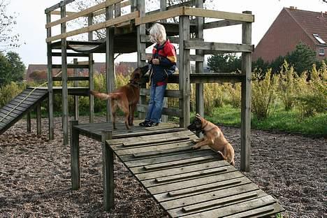 Malinois Søholms Cody  * DØD * - 21/10-06: Op på legetårnet... billede 12