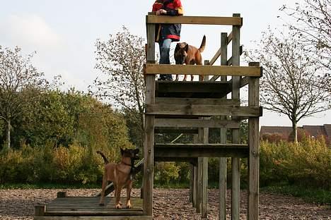 Malinois Søholms Cody  * DØD * - 21/10-06: Hvordan kom de derop ??? billede 13