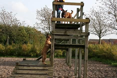 Malinois Søholms Cody  * DØD * - 21/10-06: Når jeg bliver en stor hund vil jeg også være sådan en der kan klatre højt op !!! billede 14