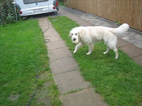 Golden retriever be my friend (Lukas) - Så lidster jeg af sted på... tak for kigget !  billede 13
