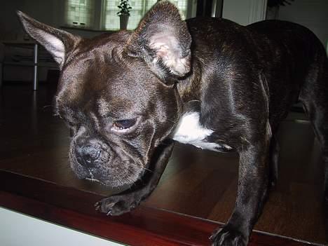 Fransk bulldog Boomer - halloo,hvor er i henne. billede 20