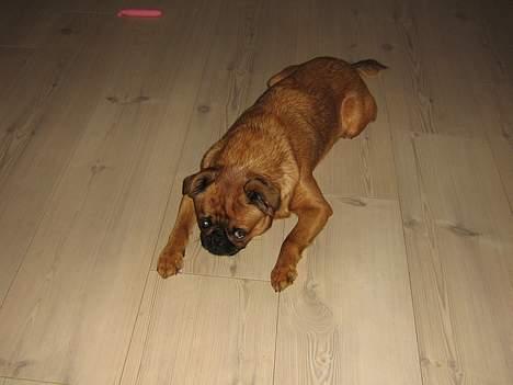 Griffon petit brabancon chico billede 2