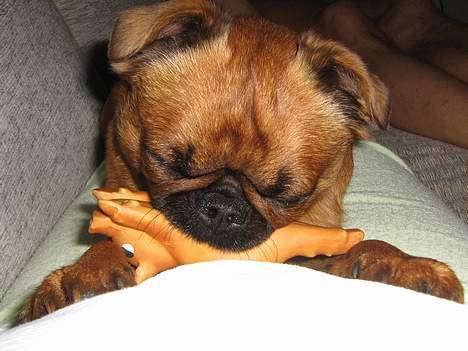 Griffon petit brabancon chico billede 3