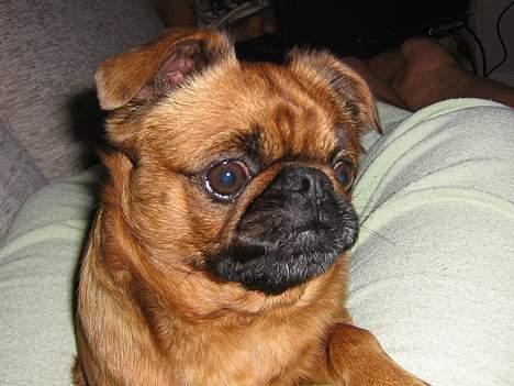 Griffon petit brabancon chico billede 5