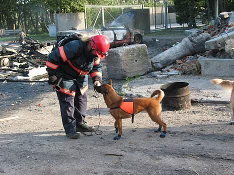 Malinois Tikki (Daneskjold Pippi) * DØD * - Tikki til øvelse Tordenskjold ... med futter på :o) billede 14