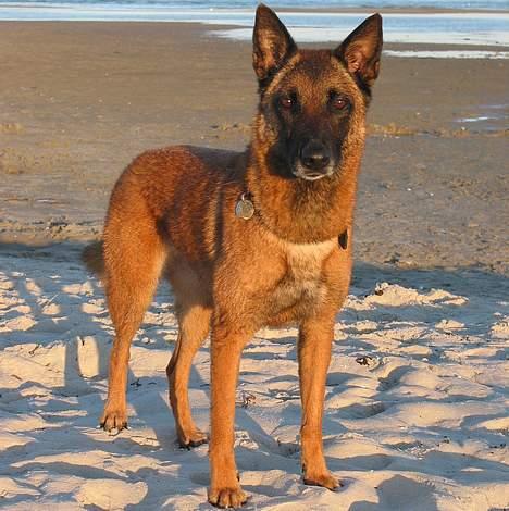 Malinois Tikki (Daneskjold Pippi) * DØD * - Tikki ved Kattegat, sommeren 2006. billede 15