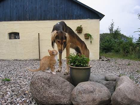 Saluki Faih´dan - jeg æælsker bare min missekat billede 17