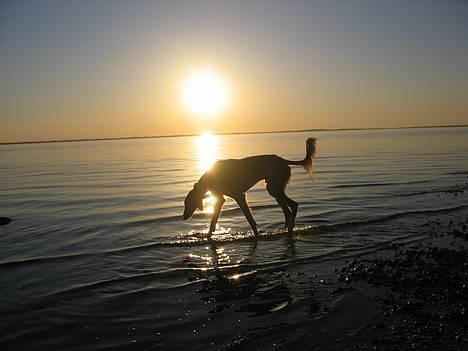 Saluki Faih´dan billede 18