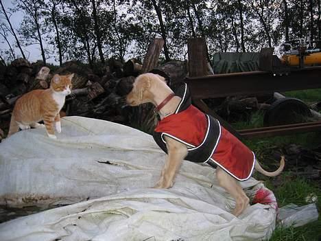 Saluki Qhandahar billede 9