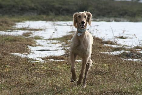 Saluki Qhandahar billede 10