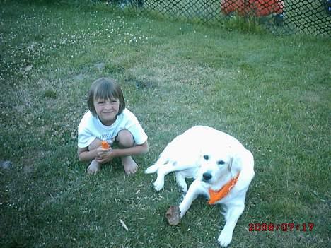 Golden retriever lady billede 8