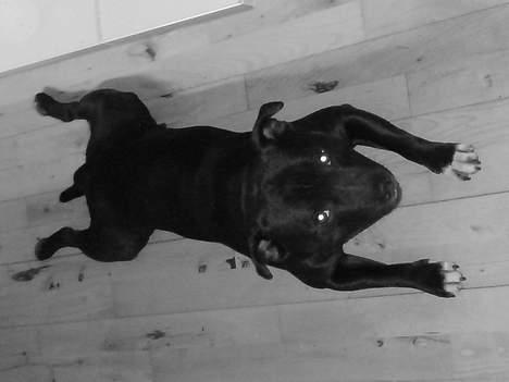 Staffordshire bull terrier Deca - Deca i froggy-style billede 7