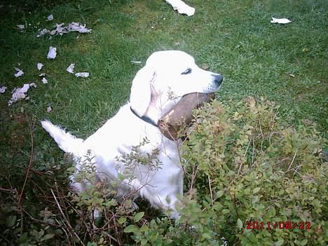 Golden retriever lady billede 9