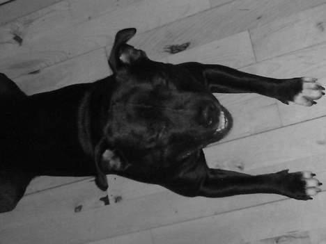 Staffordshire bull terrier Deca - flader lige lidt ud i stuen. billede 8