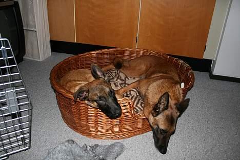 Malinois Søholms Cody  * DØD * - 21/10-06: Afslapning i hundekurven efter dagens oplevelser på bla. legepladsen... billede 15