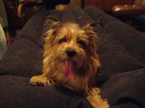 Cairn terrier kiki - Ligger lige på luftmadrassen mens den bliver pumpet op.... billede 5