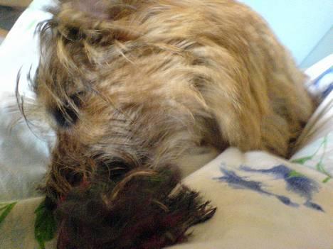 Cairn terrier kiki - jeg vil lege... billede 6