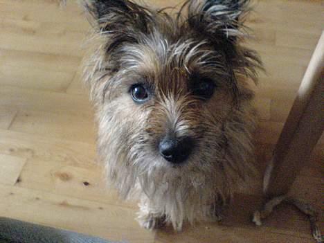 Cairn terrier kiki - Kigger lige op... billede 7