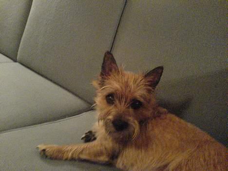 Cairn terrier kiki - Ligger lige og daser billede 8