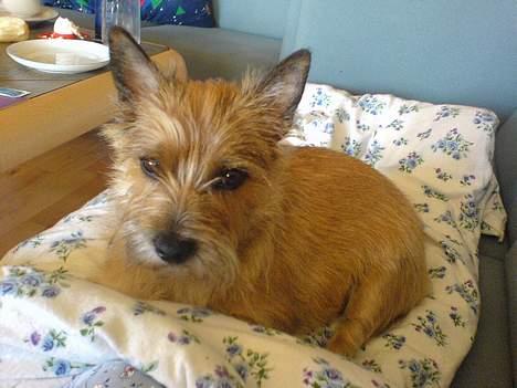 Cairn terrier kiki - Dynen er dejlig at ligge på.... billede 9