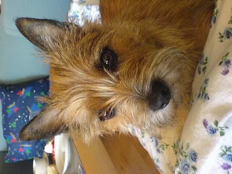 Cairn terrier kiki - Mig igen på dynen... billede 10
