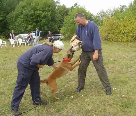 Malinois Tikki (Daneskjold Pippi) * DØD * - Bidearbejde i politihundeforeningen... billede 19