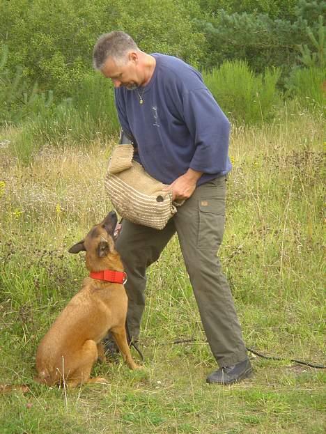 Malinois Tikki (Daneskjold Pippi) * DØD * - Bevogtning i forbindelse med bidearbejde... billede 20