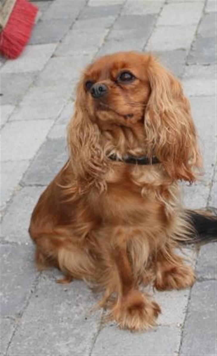 Cavalier king charles spaniel Cara billede 1