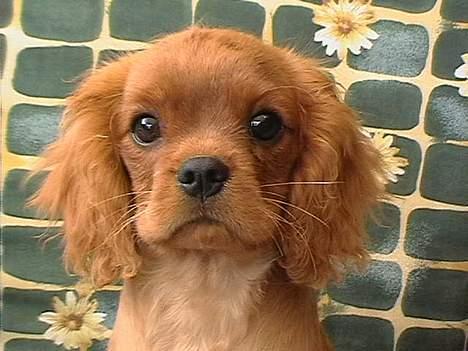 Cavalier king charles spaniel Cara billede 2